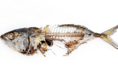 De vis rot vanaf de kop